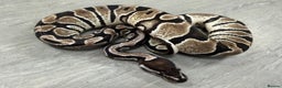 Python Snake reptiles for sale: Royal pythons  - Advert 6