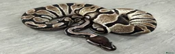 Python Snake reptiles for sale: Royal pythons  - Advert 6