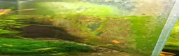 Shrimps fish for sale: Tropical Shrimp tanks + setup in Scunthorpe - Advert 2