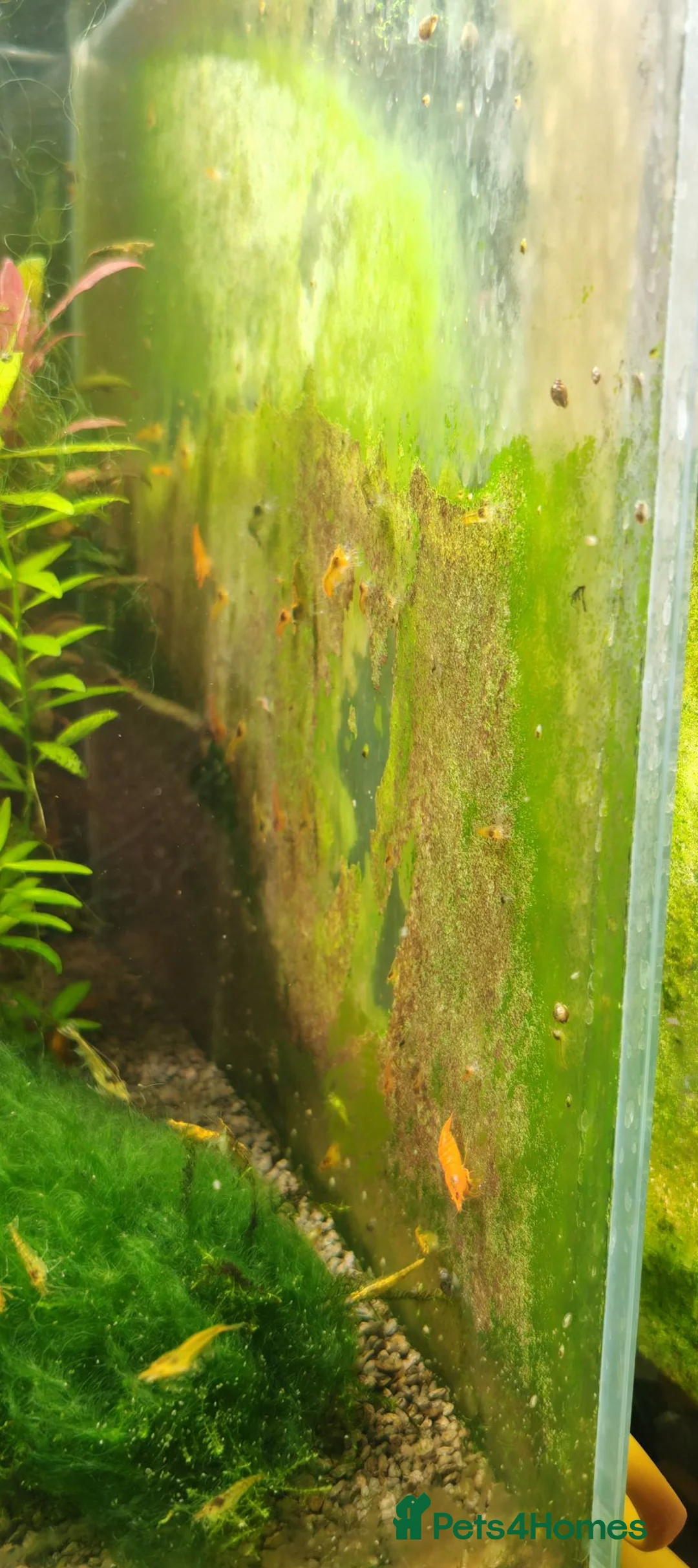 Shrimps fish for sale: Tropical Shrimp tanks + setup in Scunthorpe - Advert 2