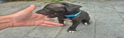 Presa Canario dogs for sale: Presa Canario Puppies ♥️  - Advert 5