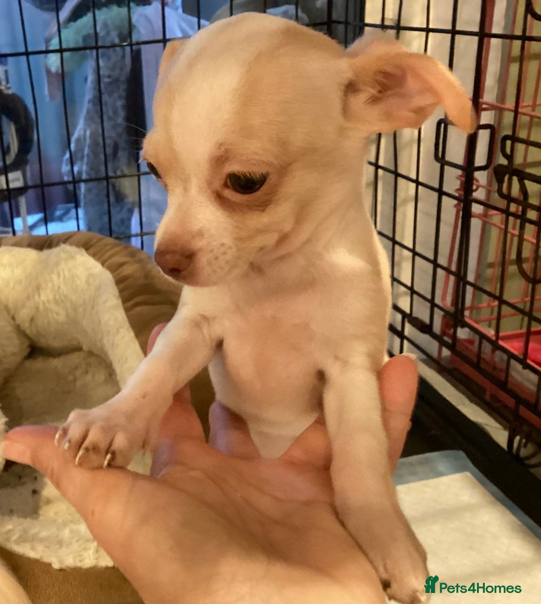 Chihuahua dogs for sale: Chihuahua babies ready now - Image 2