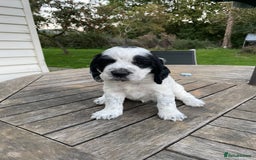 Cocker Spaniel dogs for sale: Stunning Working Cocker Spaniel pups  - Image 3