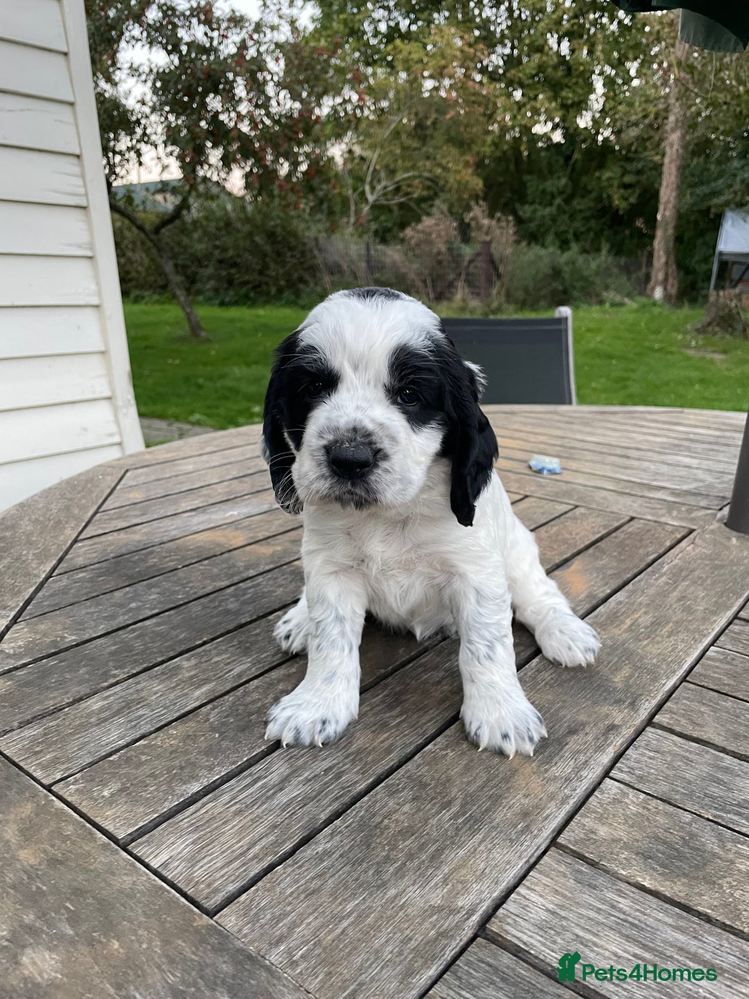 Cocker Spaniel dogs for sale: Stunning Working Cocker Spaniel pups  - Image 3