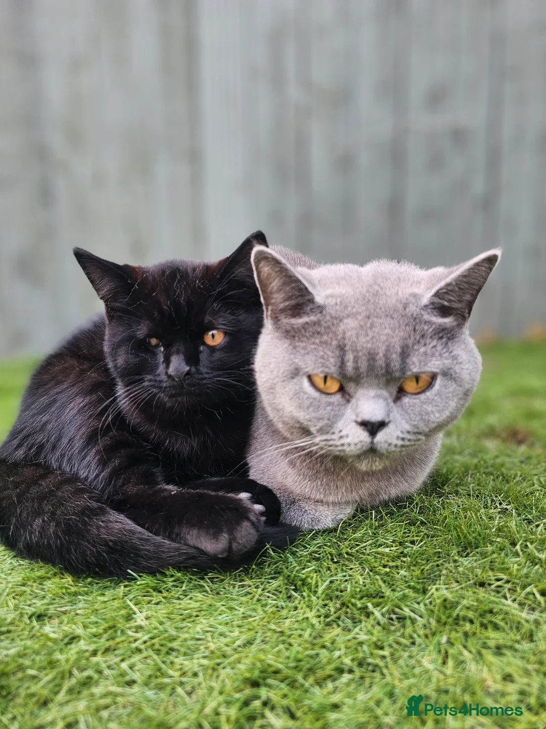 British Shorthair cats for sale: Gorgeous Female British Blue - Advert 3