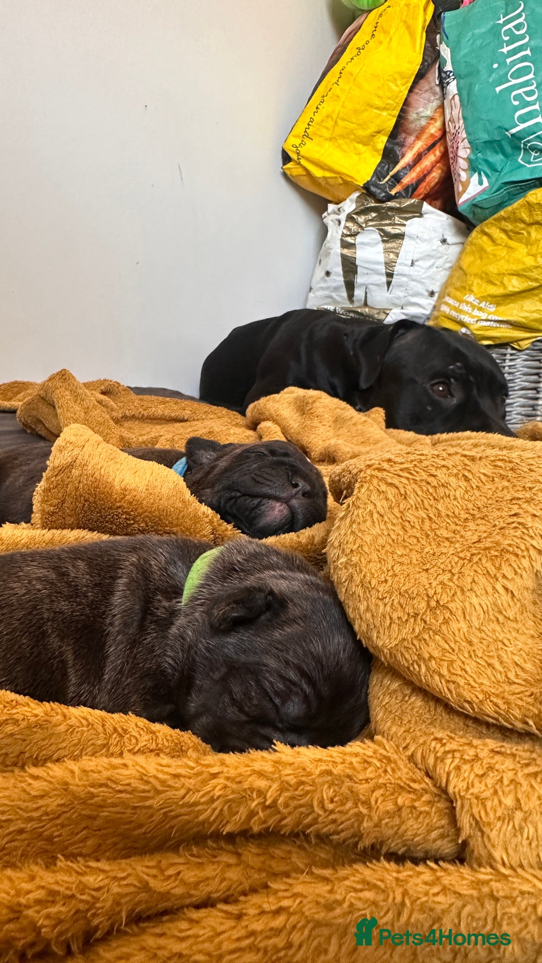 Mixed Breed dogs for sale: Staffordshire bull terrier puppies - Image 5