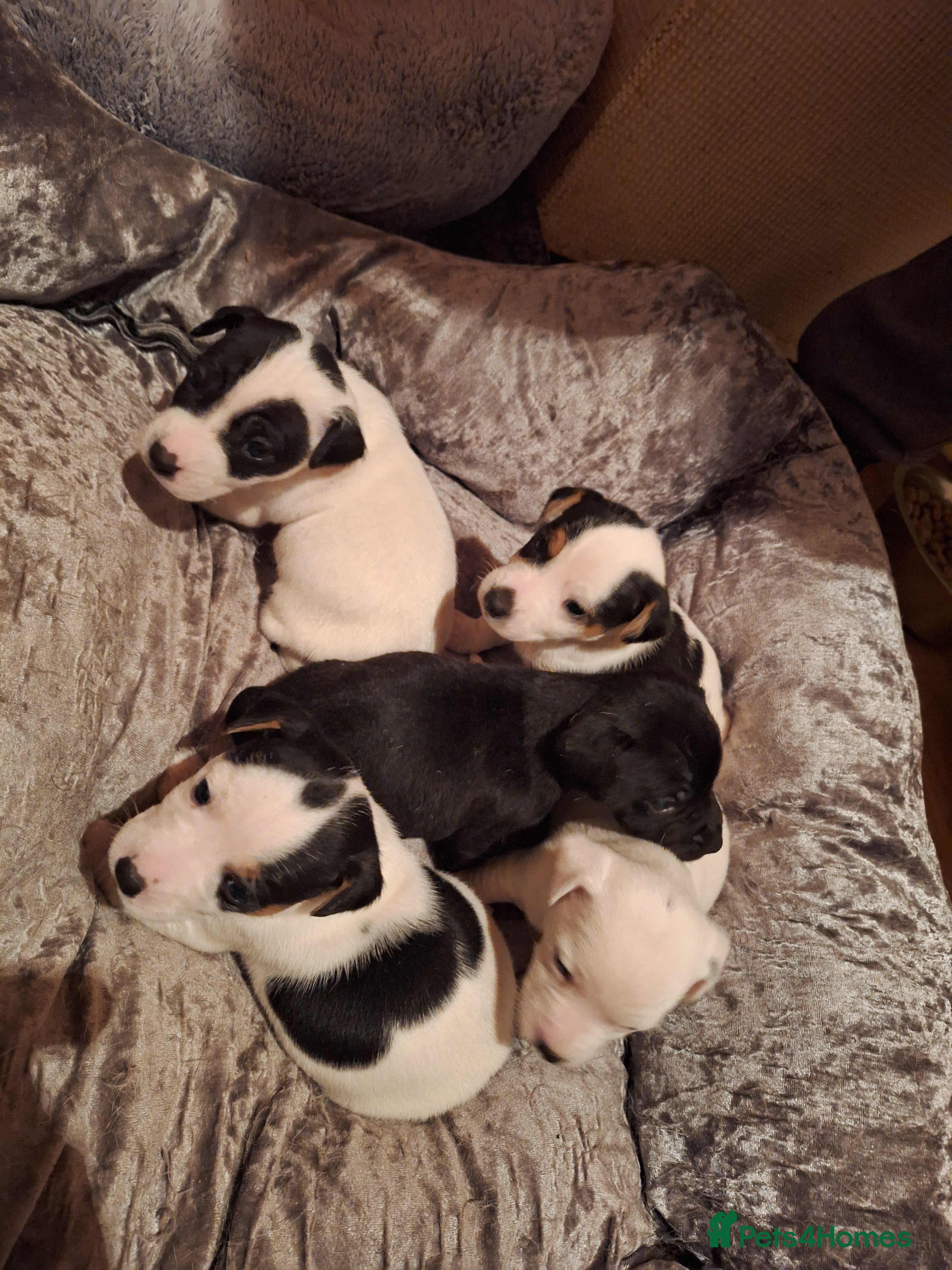 Jack Russell dogs Lovely Jack Russell puppies for sale  - Advert 2