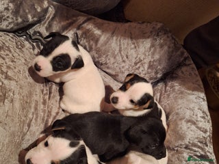 Jack Russell dogs Lovely Jack Russell puppies for sale - Advert 2