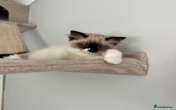 Ragdoll cats for sale: Ragdoll - Image 2