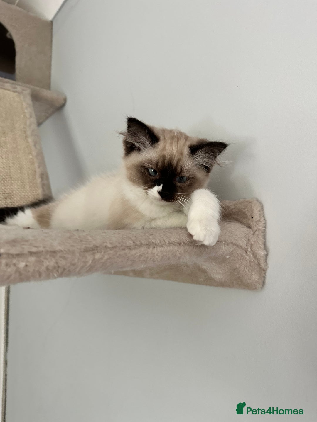 Ragdoll cats for sale: Ragdoll - Image 2