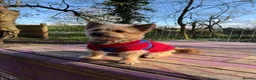 Mixed Breed dogs for sale: Teddy in Stanmore - Advert 4