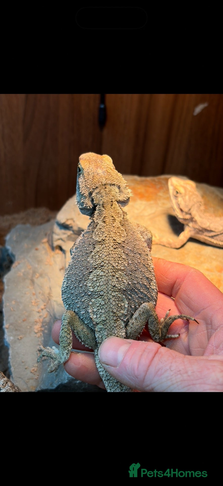 Bearded Dragon reptiles Western dwarf bearded dragons  - Advert 1