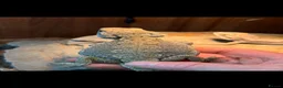 Bearded Dragon reptiles for sale: Western dwarf bearded dragons  - Advert 1