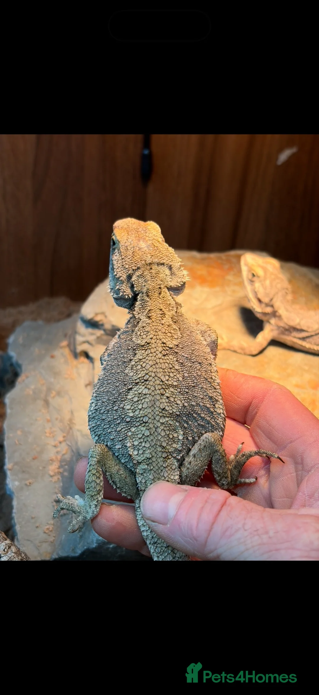 Bearded Dragon reptiles for sale: Western dwarf bearded dragons  - Advert 1