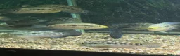 Cichlids fish for sale: Jack Des in Wolverhampton - Advert 9