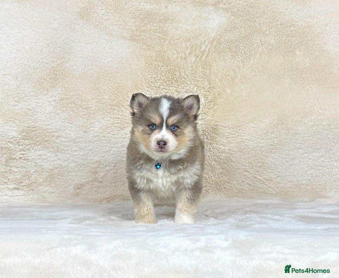 Pomsky dogs for sale: Stunning blue eyes F3 Pomsky puppies for sale  - Image 10