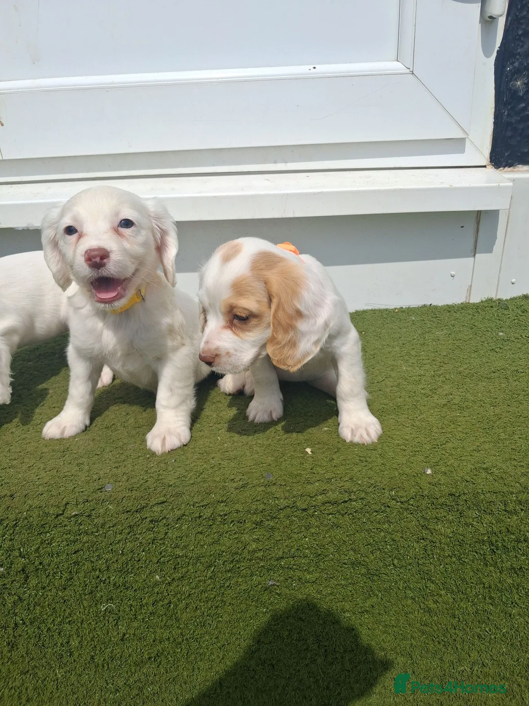 Cocker Spaniel dogs for sale: Cocker spaniel puppies for sale  in Trimdon Station - Advert 18