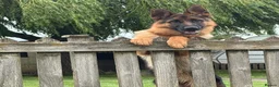 German Shepherd dogs for sale: * 6 Month Very Pretty Female * in Towcester - Advert 4