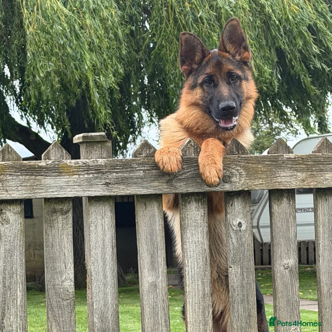 German Shepherd dogs for sale: * 6 Month Very Pretty Female * in Towcester - Advert 4