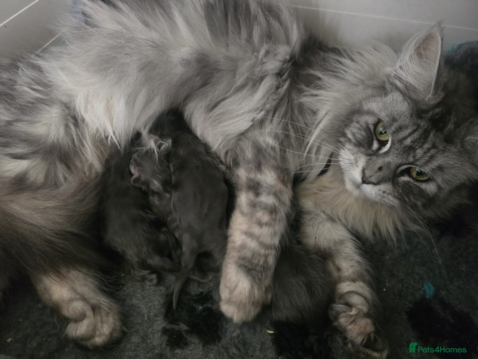 Maine Coon cats STUNNING MAINE COON KITTENS FOR SALE! - Advert 1