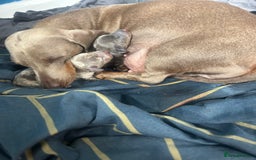 Dachshund dogs for sale: KC miniature dachshunds  in Middlesbrough - Image 2