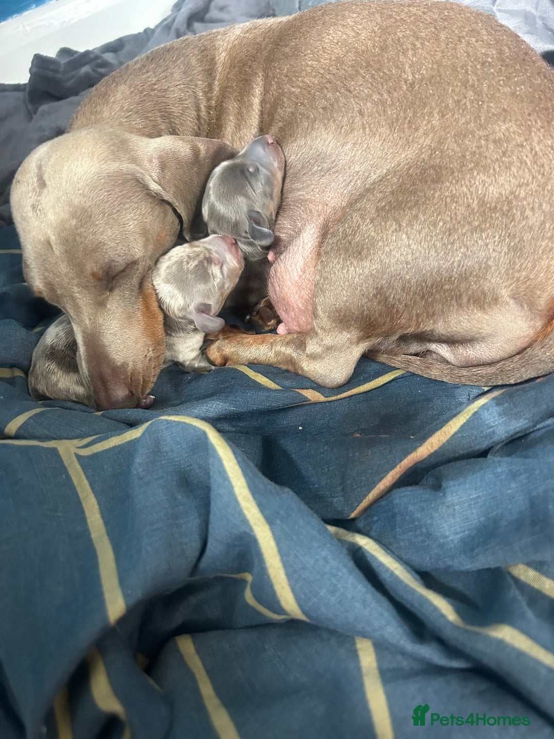 Dachshund dogs for sale: KC miniature dachshunds  in Middlesbrough - Image 2