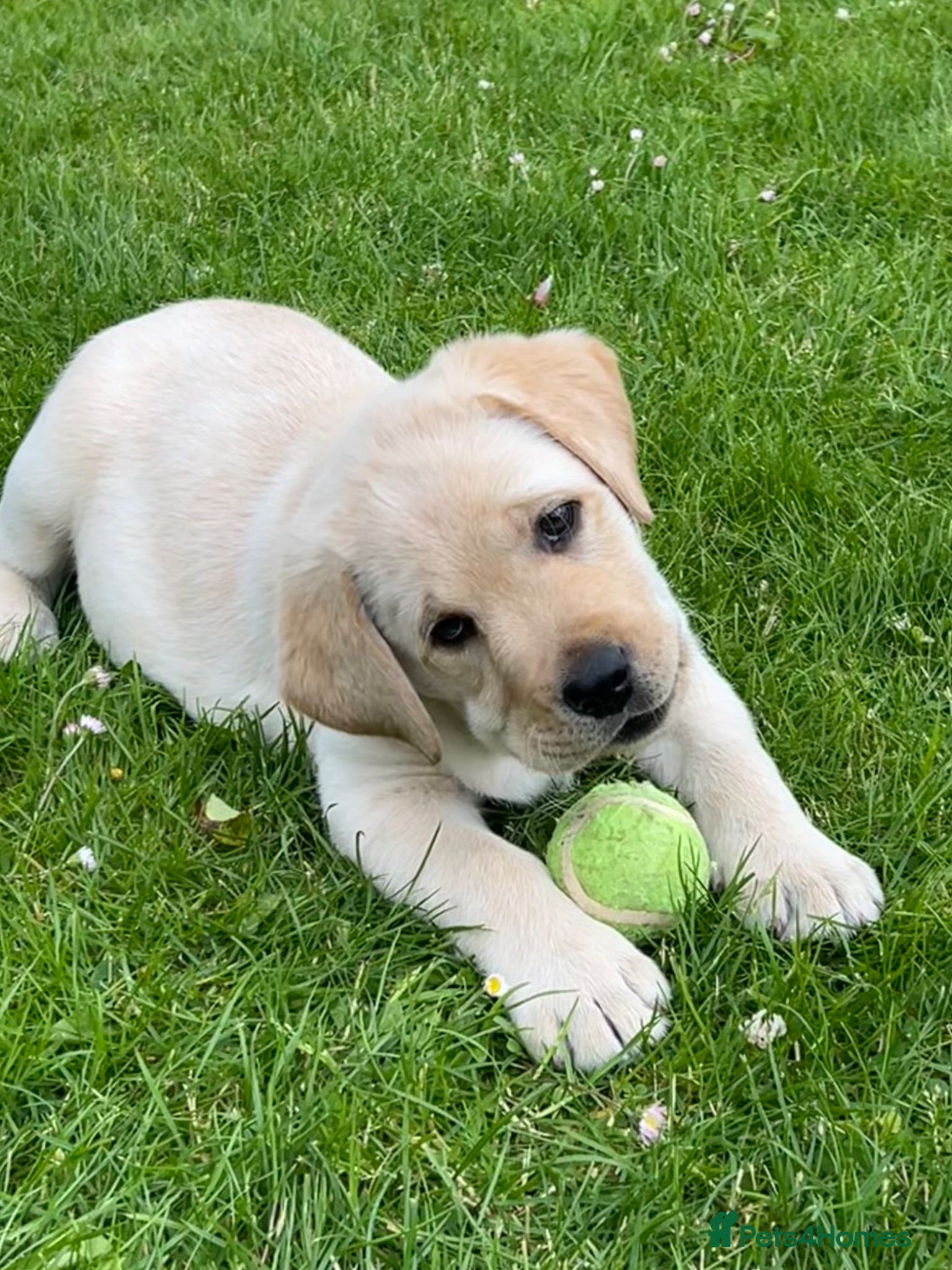 Labrador Retriever dogs One Yellow Purebred Pedigree Male Labrador - Advert 1