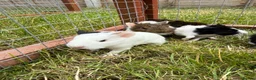 Guinea Pig rodents for sale: Baby Guinea pigs! - Advert 4