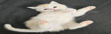 Scottish Fold Kitten 2