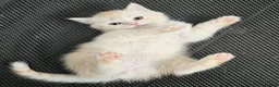 Scottish Fold cats for sale: Adorable Scottish Fold Straight Ear Tabby Kittens  - Advert 38