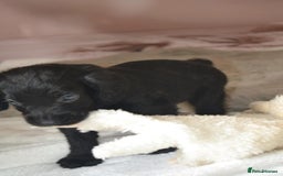 Cockapoo dogs for sale: F1 cockerpoo puppies  - Image 2