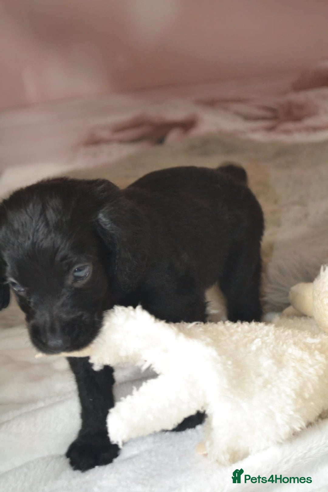 Cockapoo dogs for sale: F1 cockerpoo puppies  - Image 2