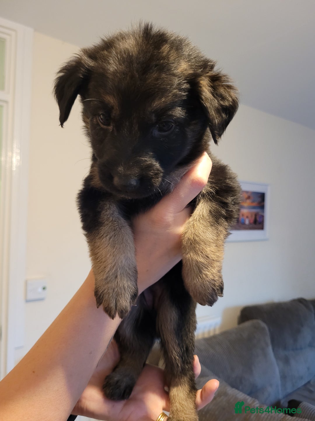 Mixed Breed dogs for sale: German Shepherd X Labrador  - Image 8