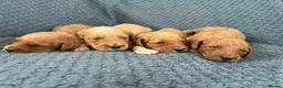 Cockapoo dogs for sale: F2 cockapoo puppies looking for homes! 🐶 in Pickering - Advert 3