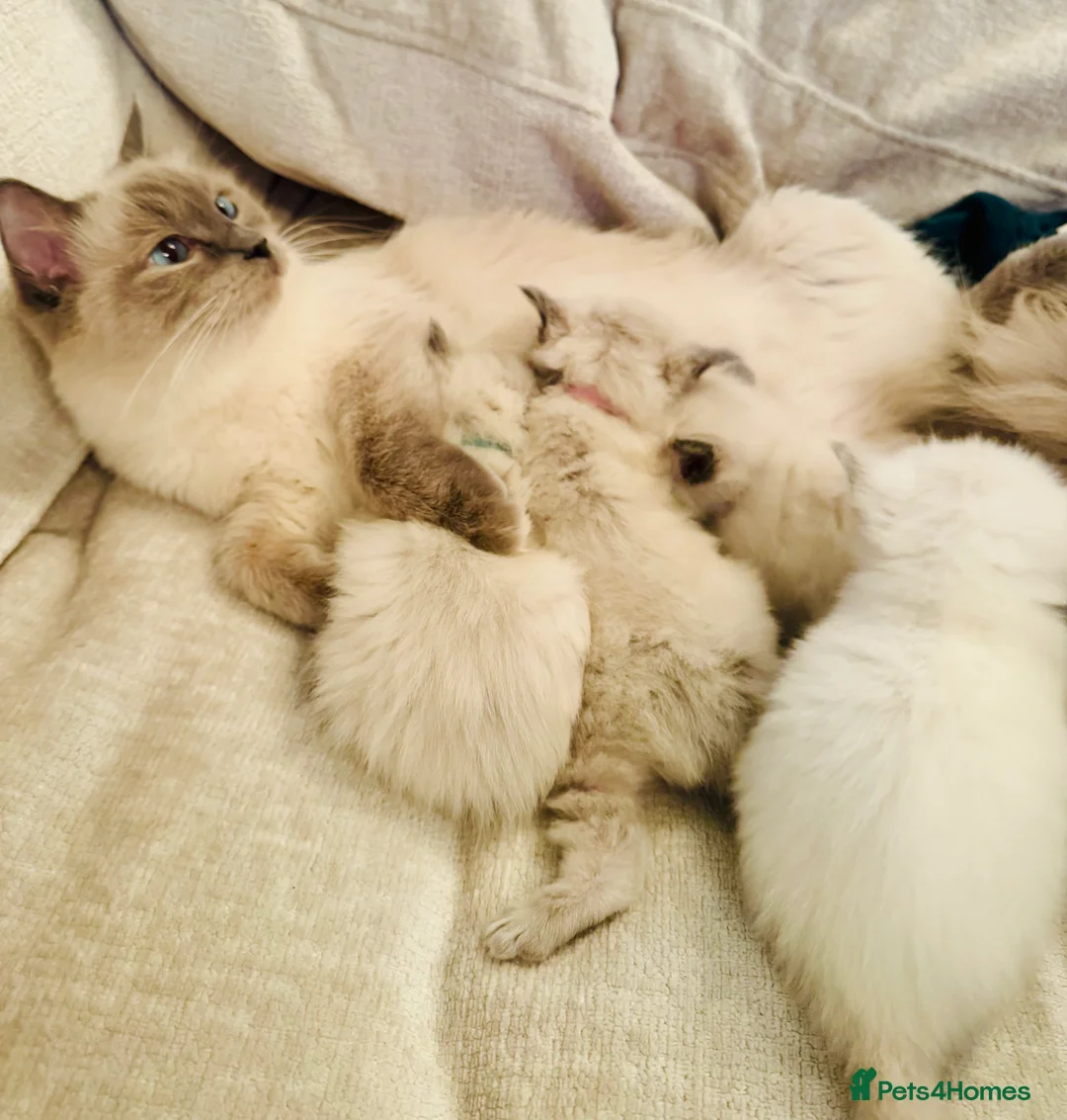 Ragdoll cats for sale: All kittens now reserved. Ragdoll kittens  - Advert 2