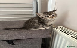 Mixed Breed cats for sale: Silver & brown British shorthair / bengal kittens  - Image 29