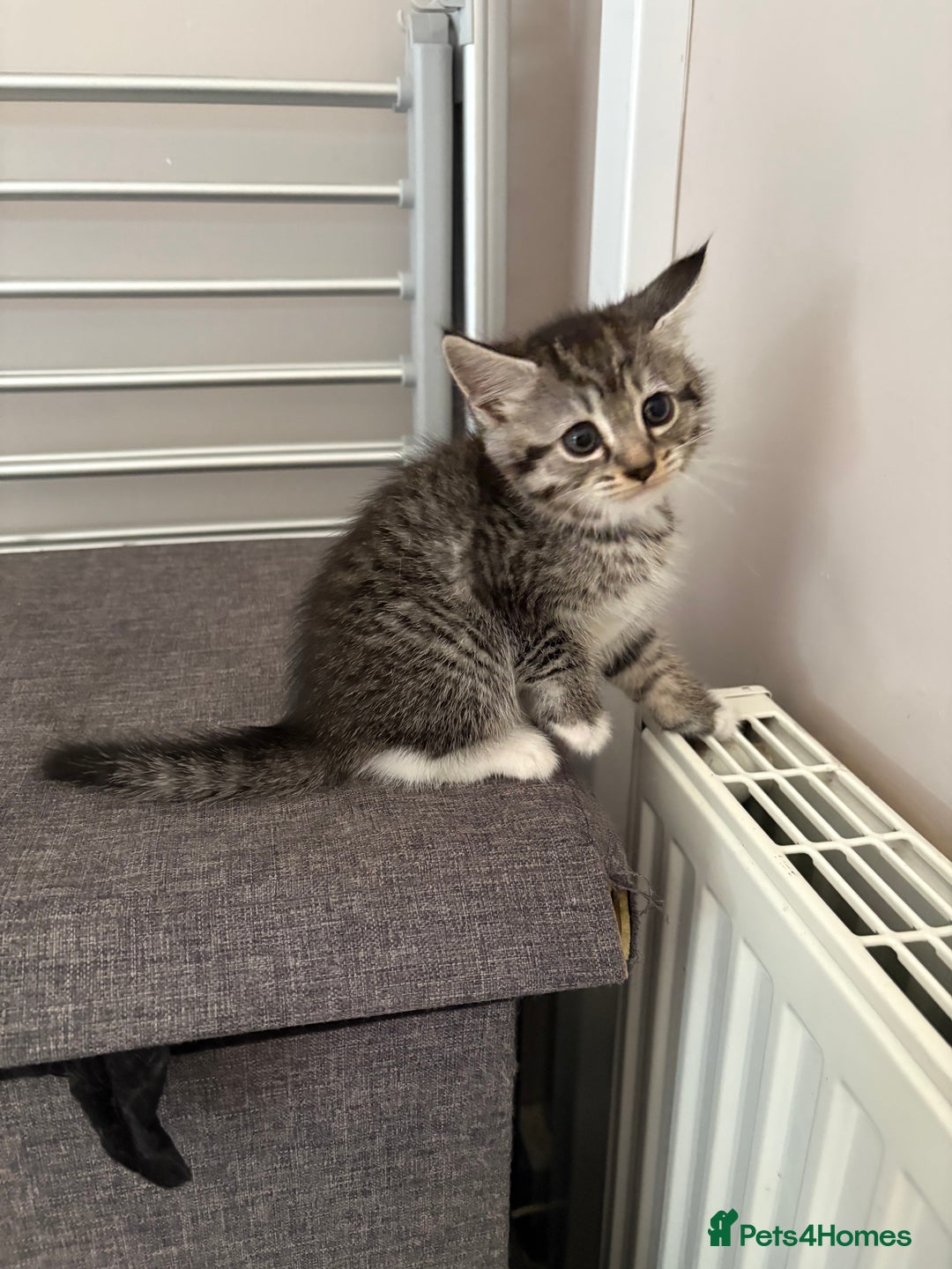 Mixed Breed cats for sale: Silver & brown British shorthair / bengal kittens  - Image 29