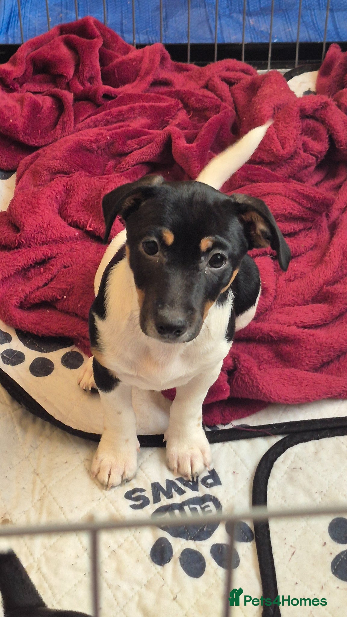 Jack Russell dogs Jack Russell Puppy **1 girl left** - Advert 3