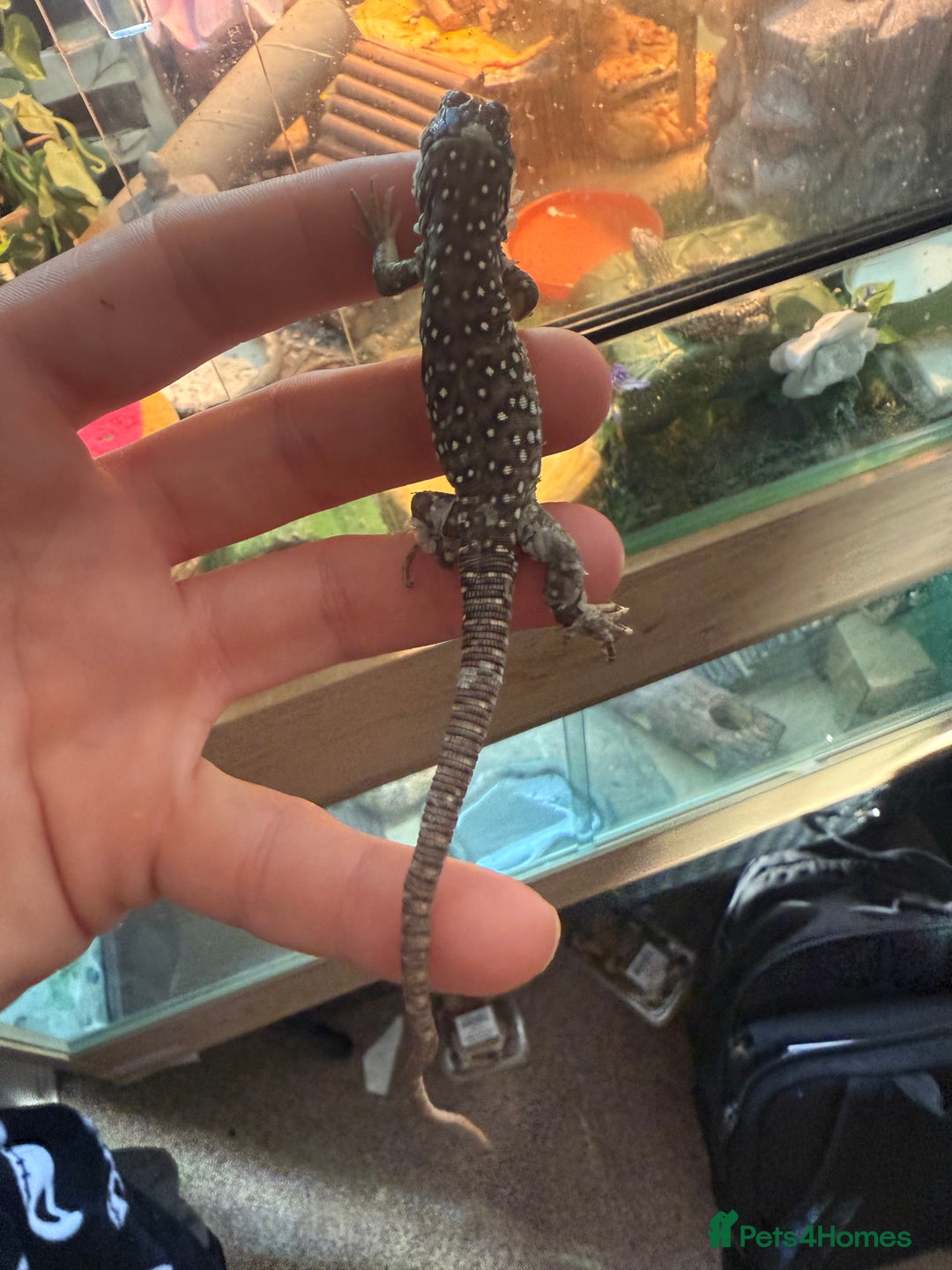 Lizard reptiles for sale: Free jewelled lacertas read description - Image 5