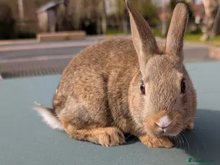 Mixed Breed rabbits Mixed breed smooth coated bunnies for sale - Advert 10