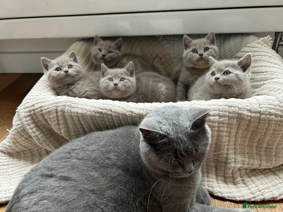 British Shorthair cats for sale: Gorgeous BSH pedigree kittens  - Advert 12