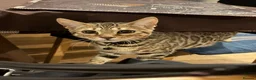 Bengal cats for sale: TICA Registered Bengal Female – Nearly 1 Year Old  - Advert 3