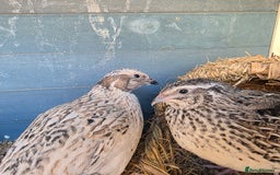 Quail poultry for sale: Japanese Quail HATCHING EGGS - Image 6