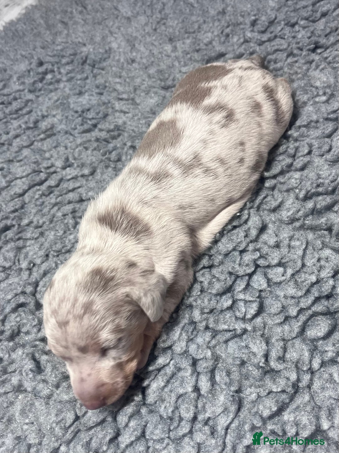 Miniature Dachshund dogs for sale: Miniature Dachshund male puppies  - Image 5