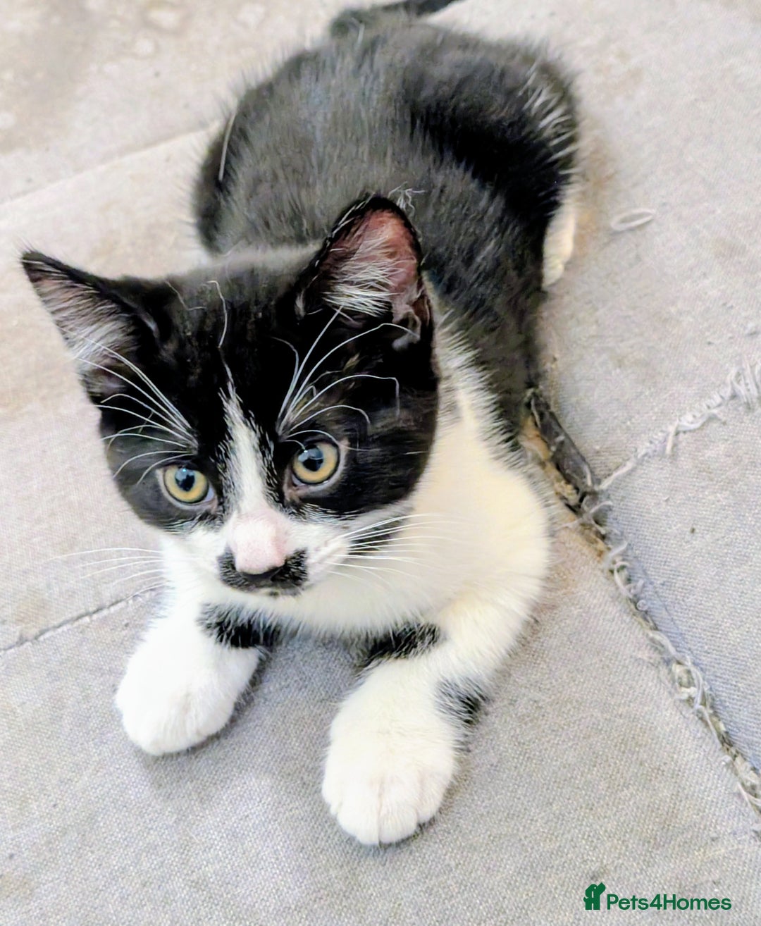 American Shorthair cats for sale: Cute American Shorthair kittens, 2M and 2F - Advert 8