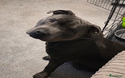 Staffordshire Bull Terrier dogs for sale: 9 month old blue staffy  - Image 7