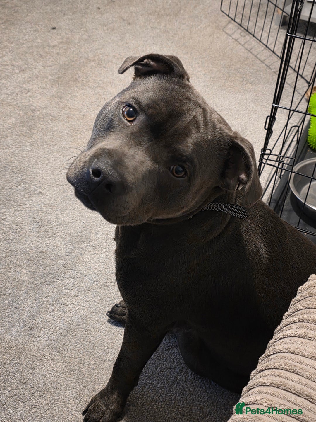 Staffordshire Bull Terrier dogs for sale: 9 month old blue staffy  - Image 7