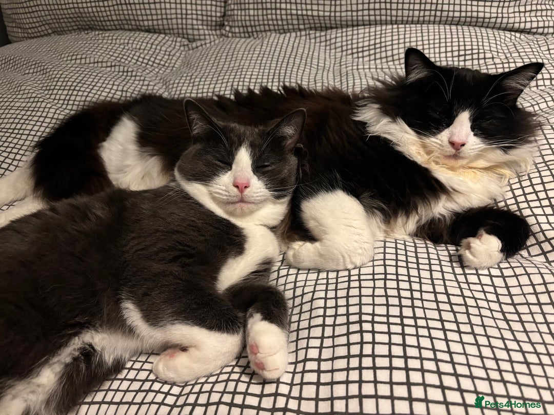 Ragdoll cats for sale:  Ragdoll X Kittens  - Advert 25