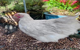 Chickens poultry for sale: Orphington lavender cuckoo  - Image 4