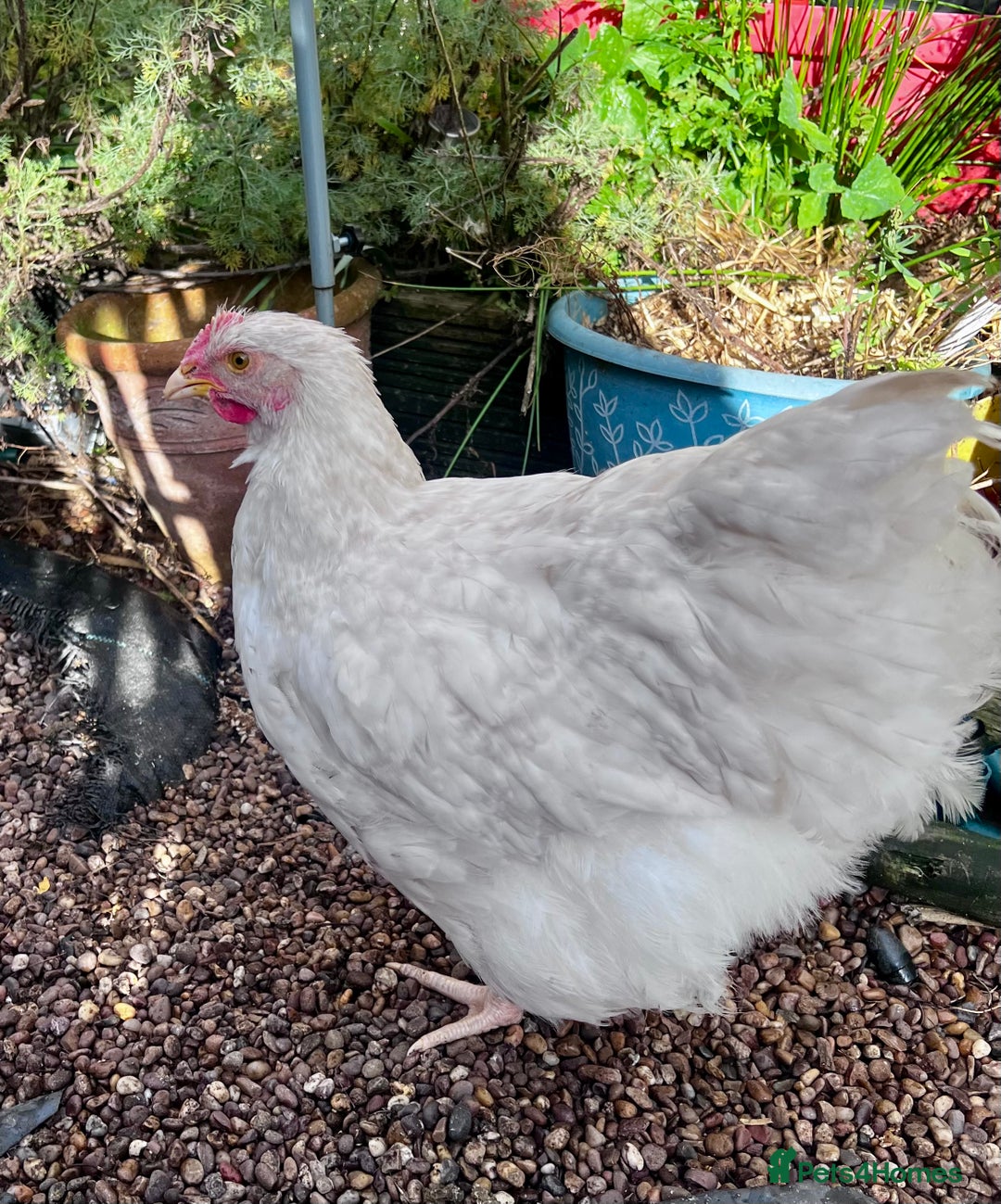Chickens poultry for sale: Orphington lavender cuckoo  - Image 4